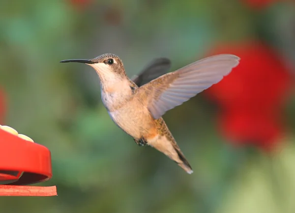 Ruby - throated hummingbird w podajnik — Zdjęcie stockowe