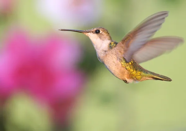 Juvenil Ruby - Vitstrupig Hummingbird (archilochus colubris) — Stockfoto