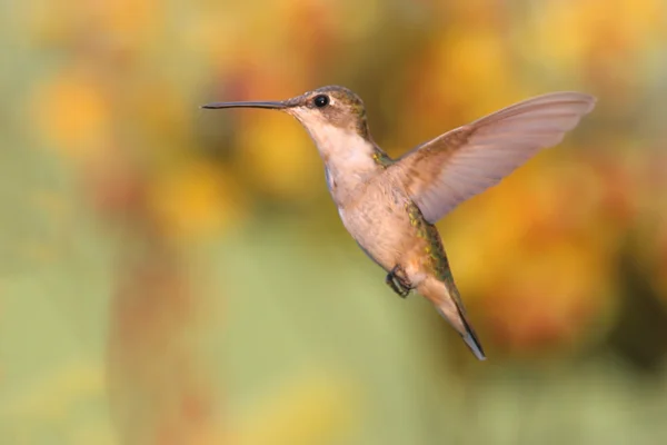 Juvenilní kolibřík rubínohrdlý (Archilochovi colubris) — Stock fotografie