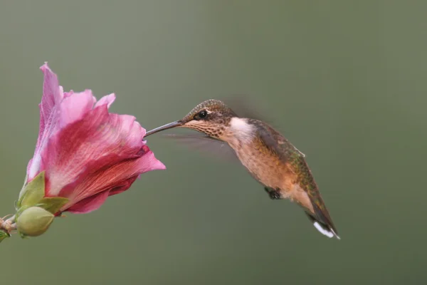 Juvenil Ruby - Vitstrupig Hummingbird (archilochus colubris) — Stockfoto