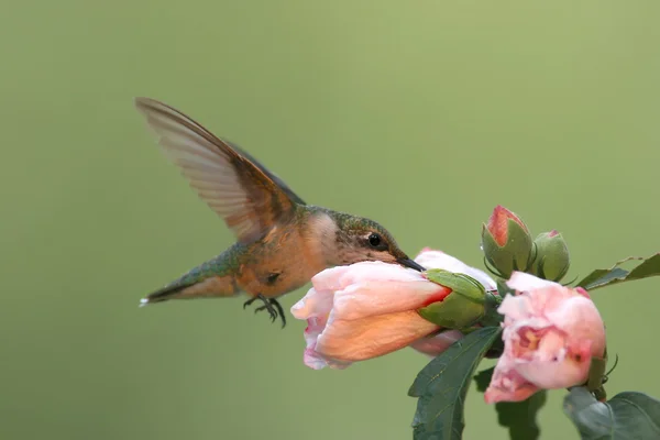 Juvenilní kolibřík rubínohrdlý (Archilochovi colubris) — Stock fotografie