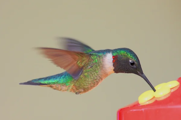 Ruby - throated hummingbird w podajnik — Zdjęcie stockowe