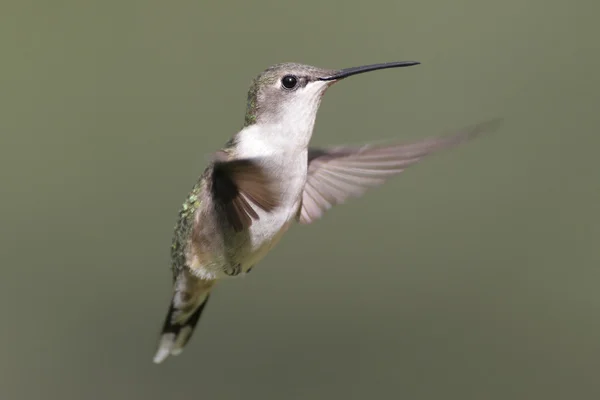 Kolibřík rubínohrdlý — Stock fotografie