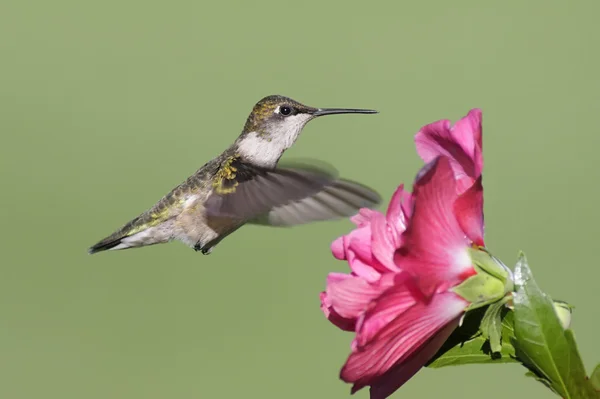 Aves de capoeira da espécie Hummingbird (archilochus colubris) ) — Fotografia de Stock