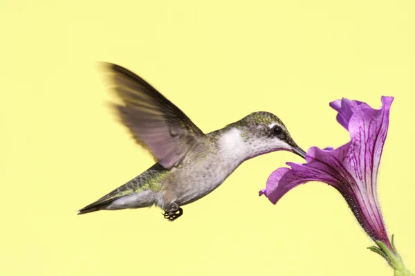 stock image Juvenile Ruby-throated Hummingbird (archilochus colubris)