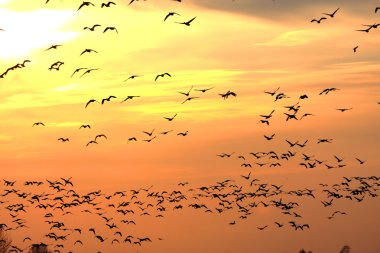 Snow Geese at Sunset clipart