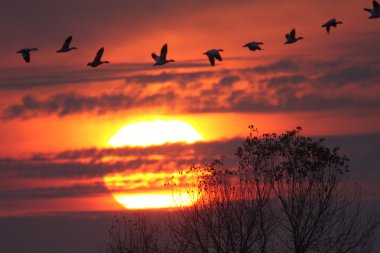 Snow Geese at Sunset clipart