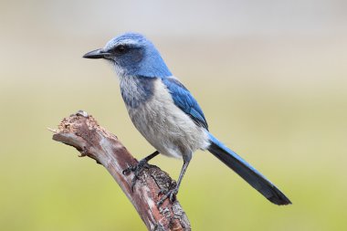 nesli tükenmekte olan florida scrub-jay