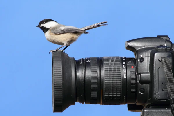 Chickadee On A Camera — Stock Photo, Image