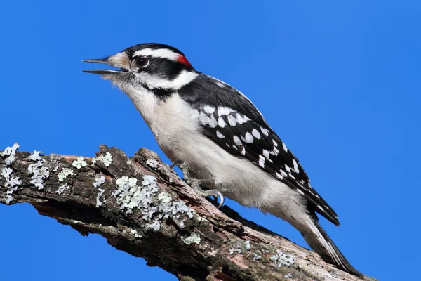 Mužské Strakapoud osikový (picoides pubescens) — Stock fotografie