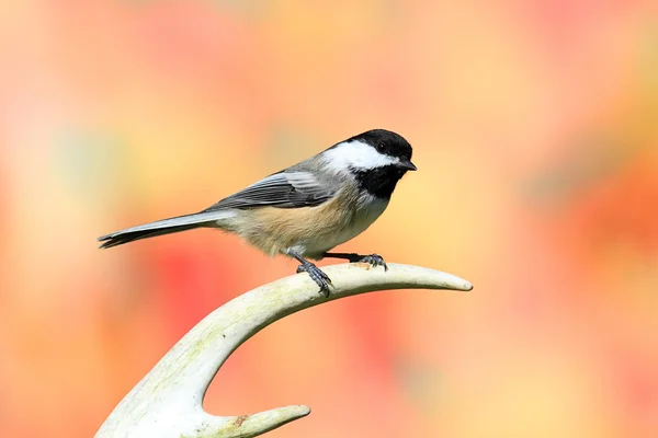 Pájaro en una cornamenta — Foto de Stock