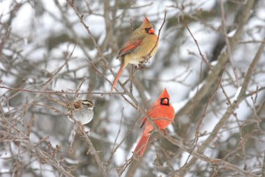 Kuzey cardinals çifti