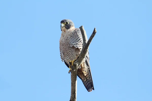 Сокол-перепел (falco peregrinus)) — стоковое фото