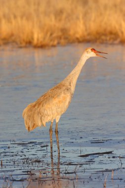 Sandhill Crane