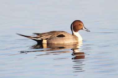 Male Pintails Swimming clipart