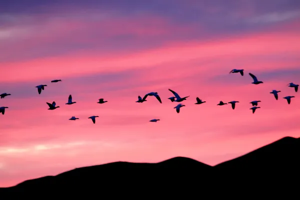 Sneeuw ganzen bij zonsondergang — Stockfoto