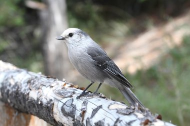 Gri Jay (Perisoreus canadensis)