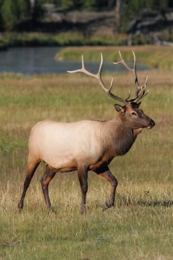 Majestic Bull Elk clipart