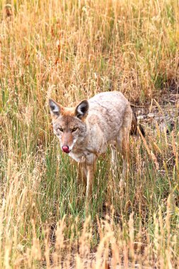 Western çakal (Canis latrans)