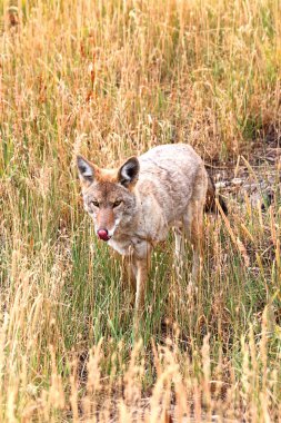 Western Coyote (Canis latrans) clipart