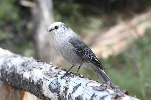 Gray Jay (Perisoreus canadensis) — Stockfoto