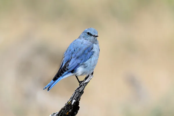 Bluebird βουνό — Φωτογραφία Αρχείου