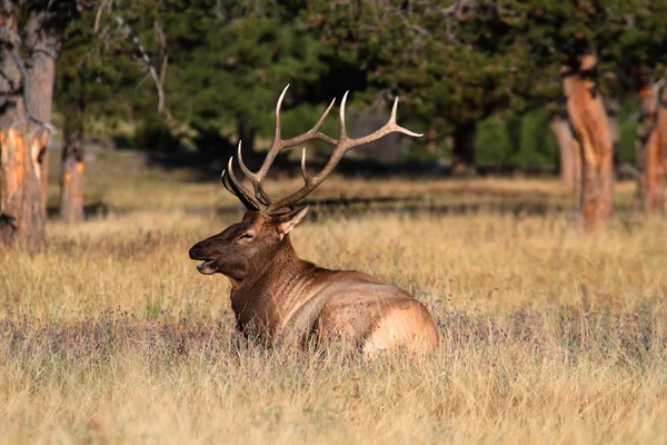 Majestátní býk elk — Stock fotografie