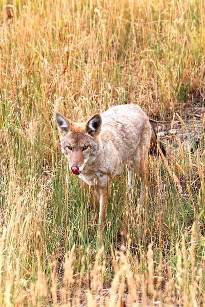 Westlicher Kojote (canis latrans)) — Stockfoto