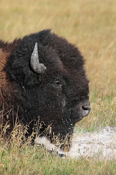 Bison d'Amérique (Buffalo) Gros plan — Photo