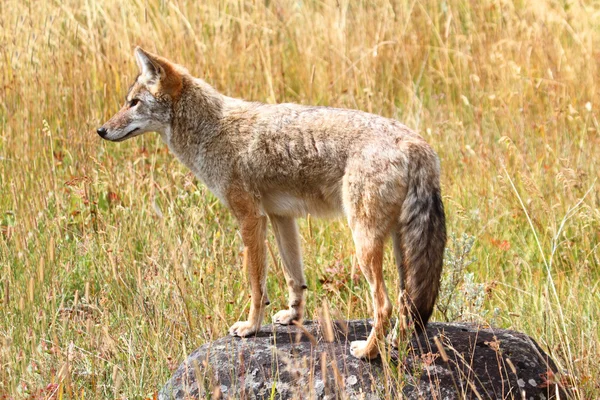 Coyote occidentale (Canis latrans ) — Foto Stock
