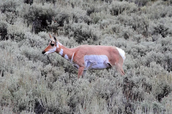 Pronghorn Antelope (Antilocapra americana) — Stock Photo, Image