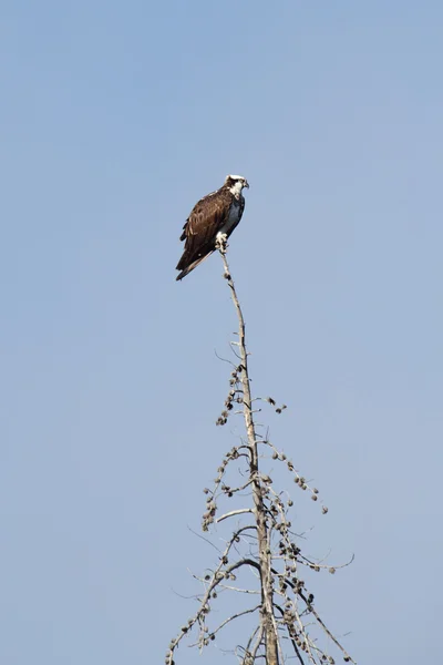 Falco pescatore pandion haliaetus — Foto Stock