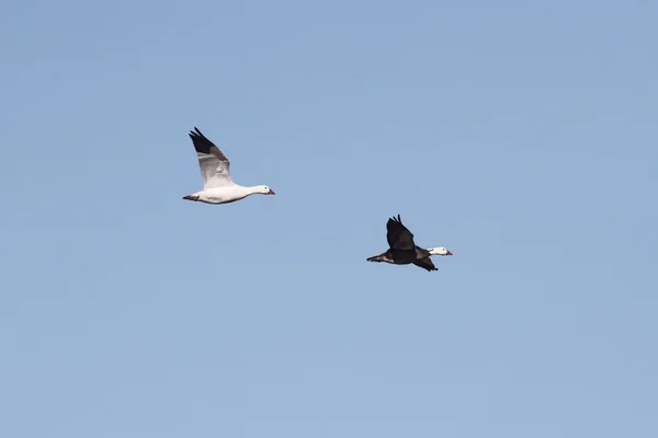 White and Blue Snow Geese In Flight — Stock Photo, Image