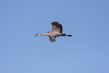 Sandhill Crane (Grus canadensis)