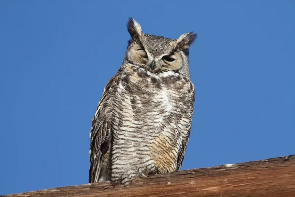 Great Horned Owl (Bubo virginianus) — Stock Photo, Image
