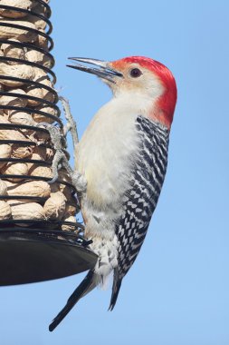 Woodpecker on a Peanut Feeder clipart