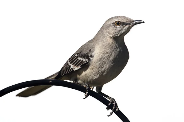 Northern Mockingbird (Mimus polyglottos) on white — Stock Photo, Image