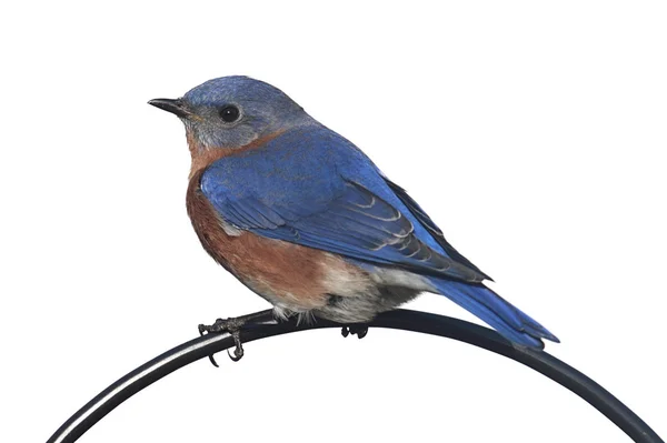 Απομονωμένες bluebird σε κούρνια — Φωτογραφία Αρχείου
