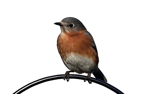 Isolated Bluebird On A Perch — Stock Photo, Image
