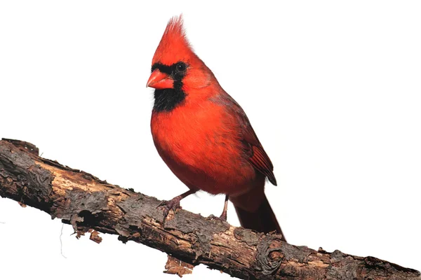 Ізольований кардинал на пні — стокове фото