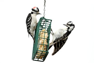 Downy Woodpeckers (Picoides pubescens) clipart