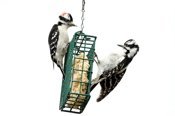 Downy Woodpeckers (Picoides pubescens) — Stock Photo, Image