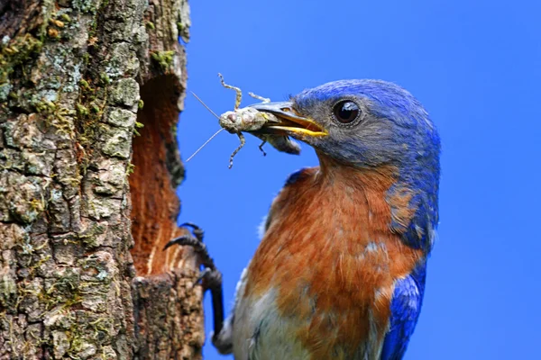 У Синій птах — стокове фото