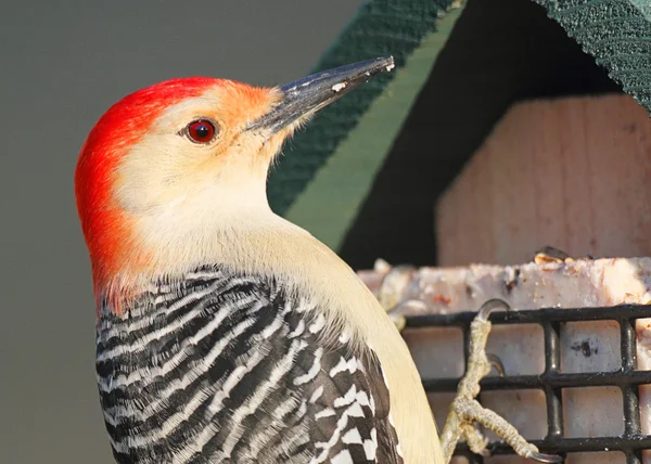 Woodpecker on a Feeder — Stock Photo, Image