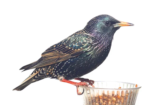 Starling på vintern — Stockfoto