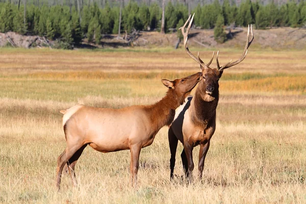 Pair of Elk — Stock Photo, Image