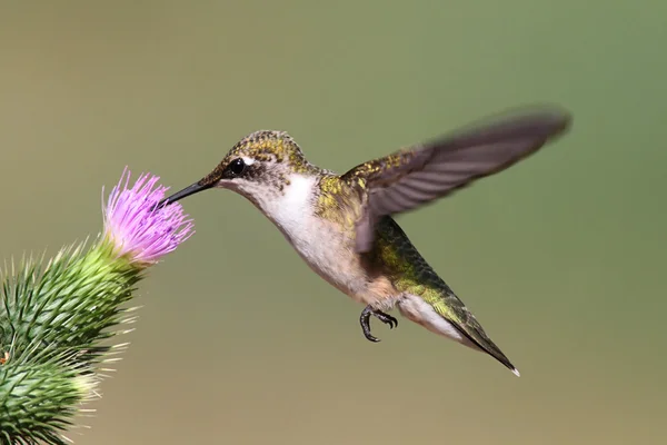 Garganta-rubi juvenil Hummingbird — Fotografia de Stock