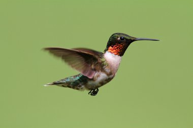 Ruby-throated Hummingbird (archilochus colubris) clipart