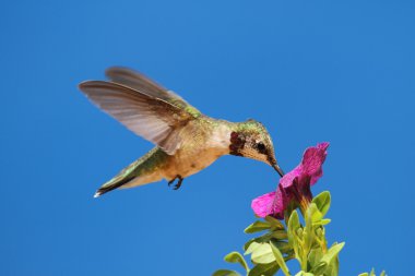 Juvenil Ruby - boğazlı sinek kuşu (archilochus colubris)