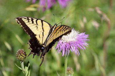 Kaplan Swallowtail (papilio glaucas) kelebek